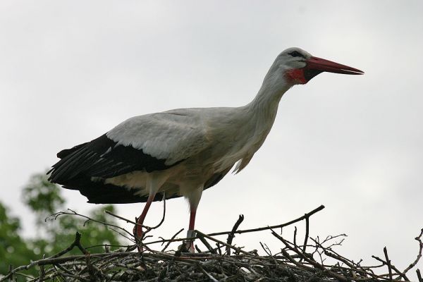 Klik op de foto om originele grootte te bekijken