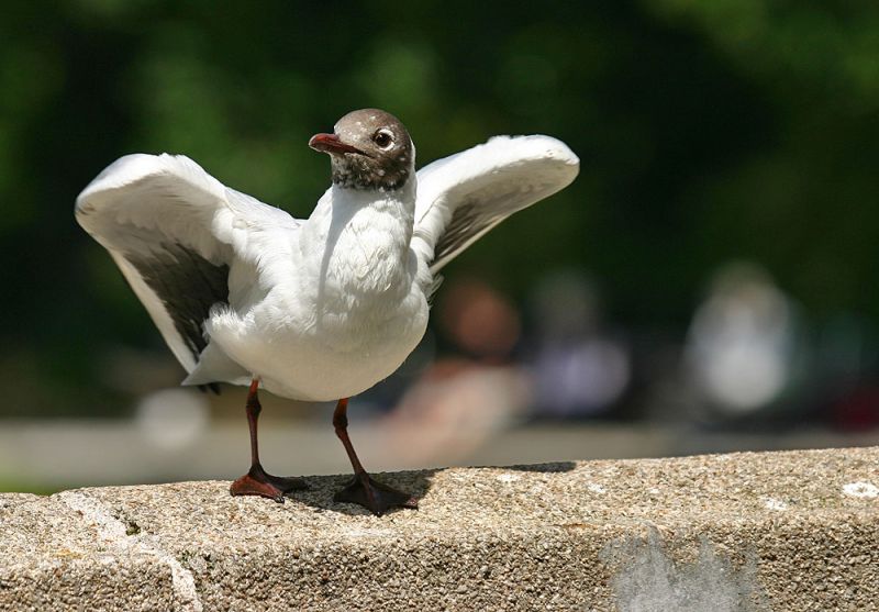 Klik op de foto om originele grootte te bekijken