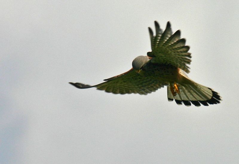 Klik op de foto om originele grootte te bekijken