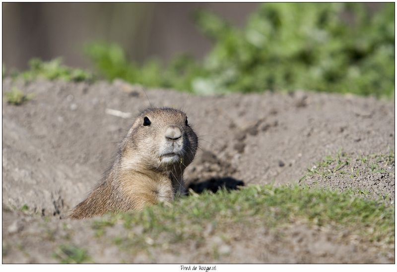 Klik op de foto om originele grootte te bekijken